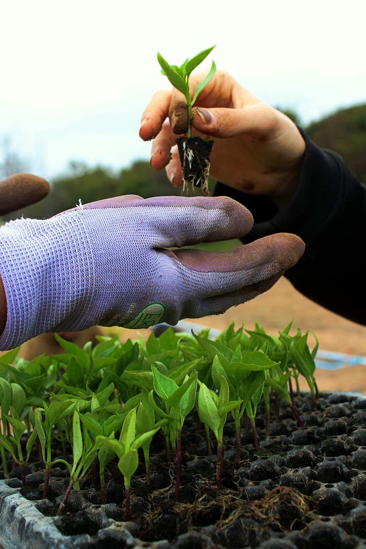 Gloved hands holding a small seedling with soil, planting in the ground.