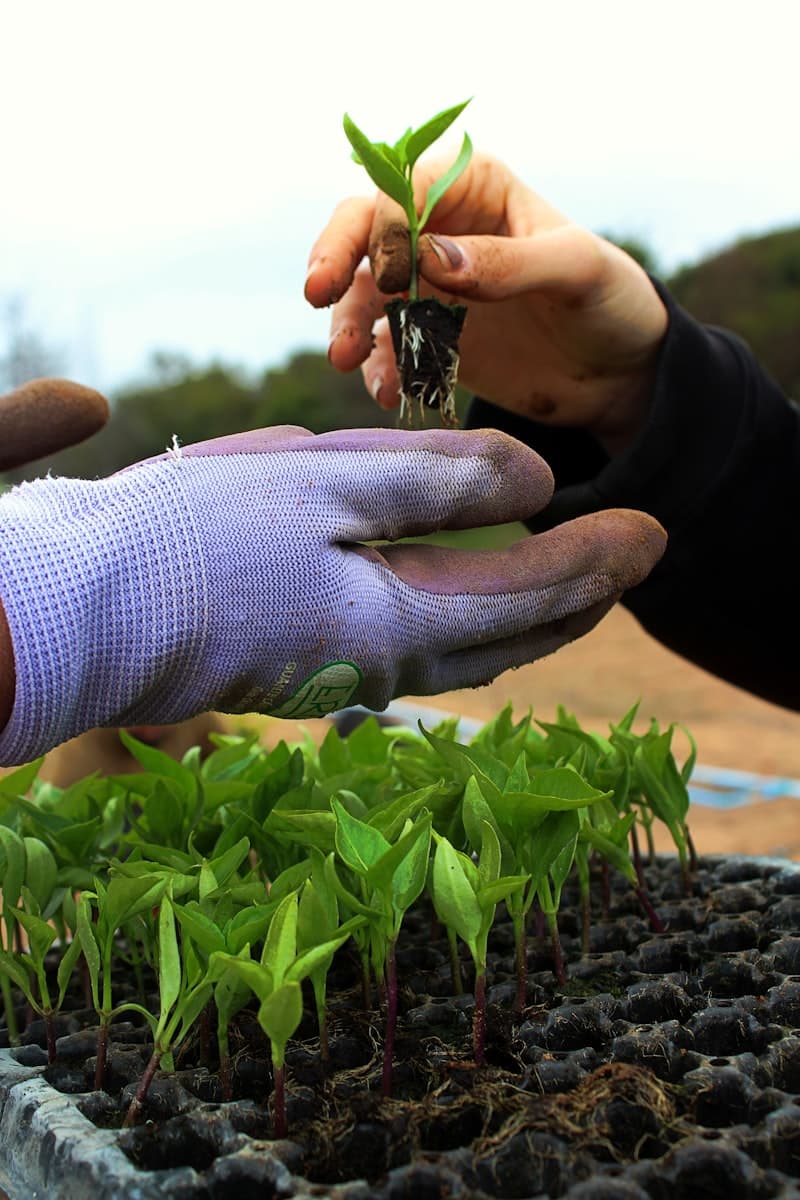 Gloved hands holding a small seedling with soil, planting in the ground.